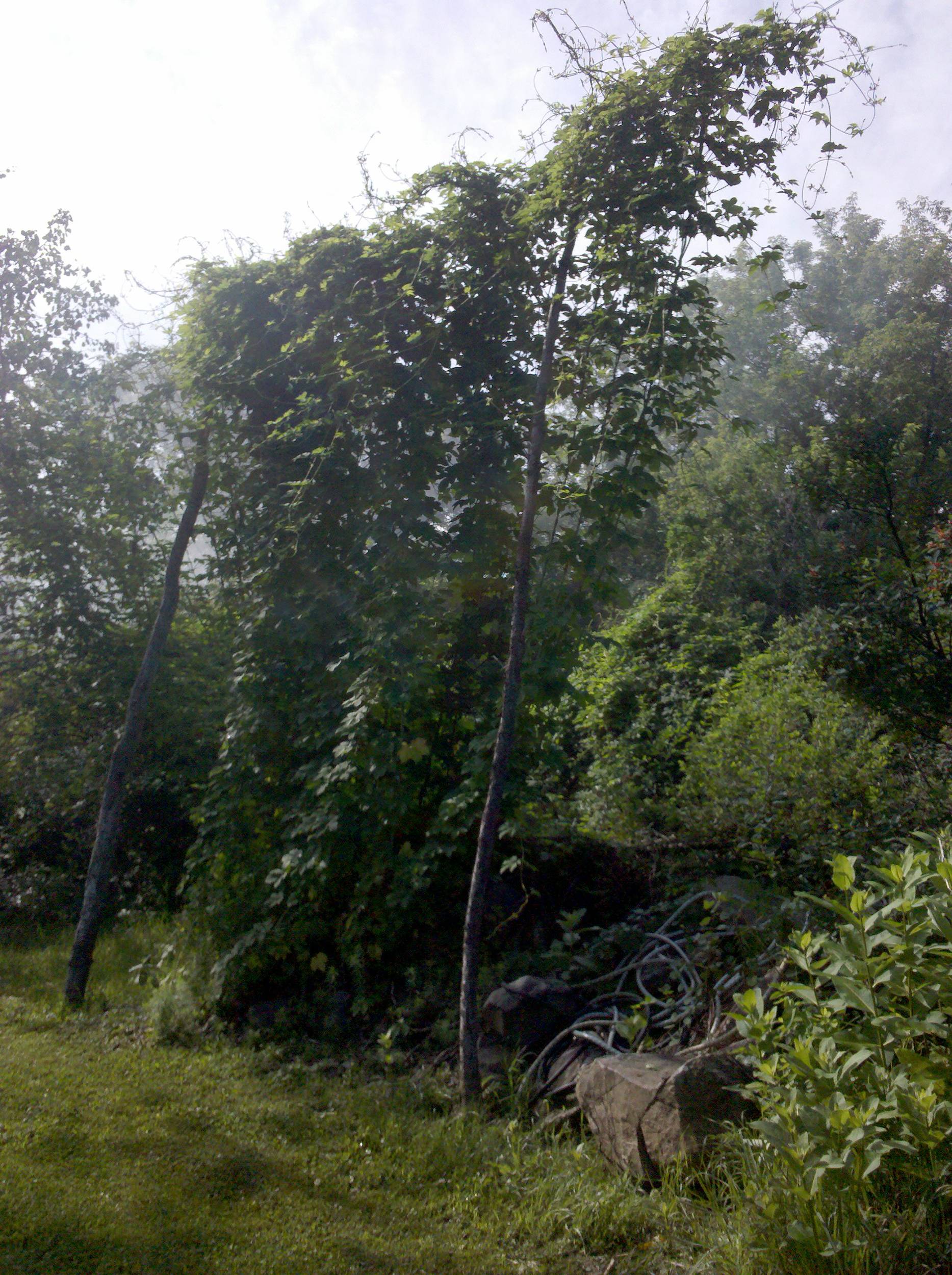 2010-07-07_09_00_59-41446.jpg