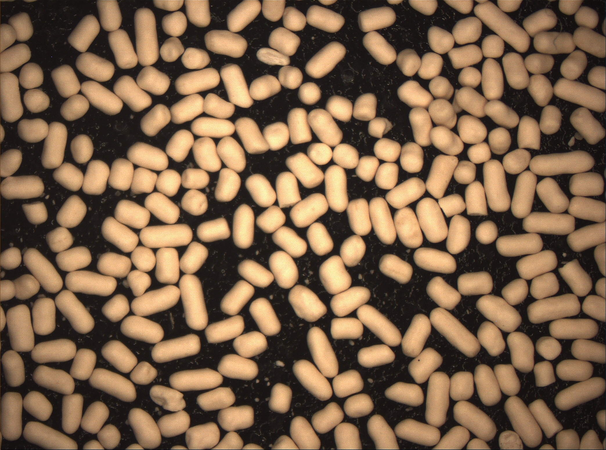 yeast-10x-57005.jpg