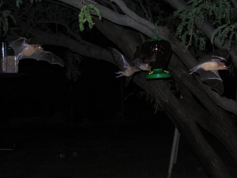 bats.jpg