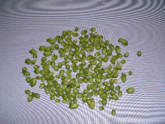 hops2.jpg