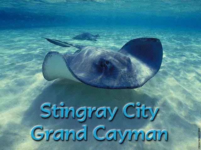 Stingray.jpg