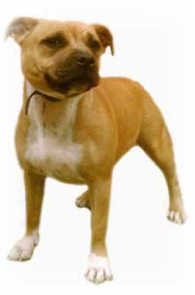 staffordshire-bull.terrier.jpg