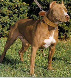 PITBULL-TERRIER.jpg