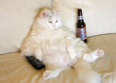 cat_drinking_beer_watch_tv.jpg