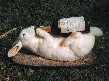 Drunk Rabbit.jpg