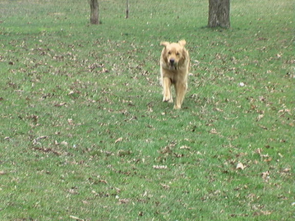 Fetch.JPG
