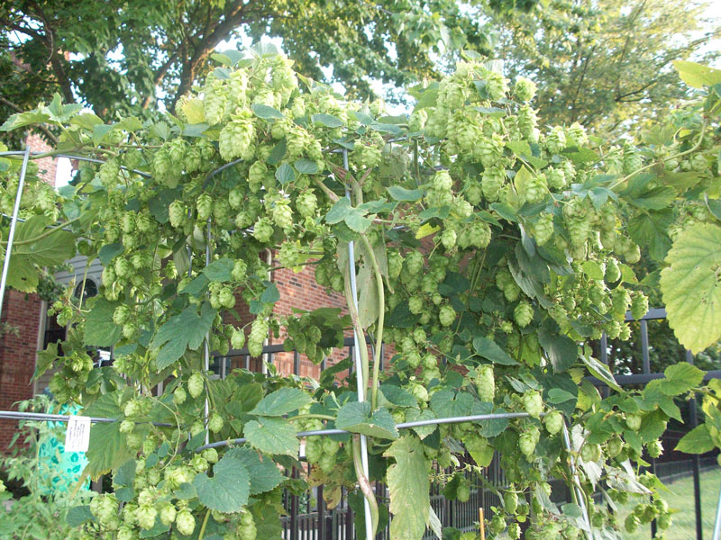 Tons-of-Hops.jpg