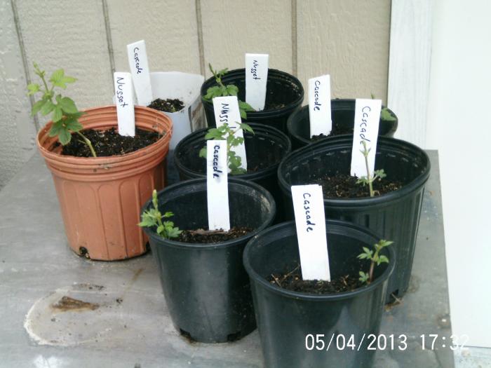 hops may 4th 011.jpg