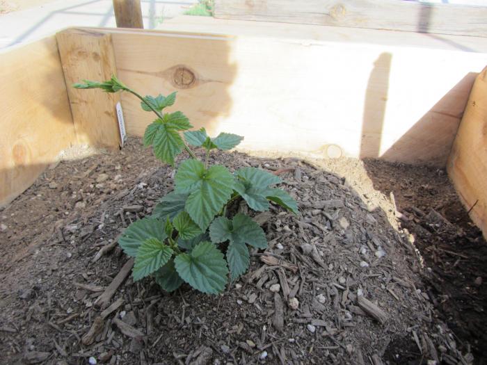 chinook raised bed crown.jpg