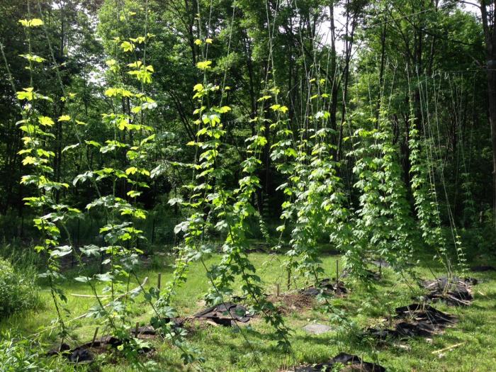 hop_yard.jpg hop_yard.jpg