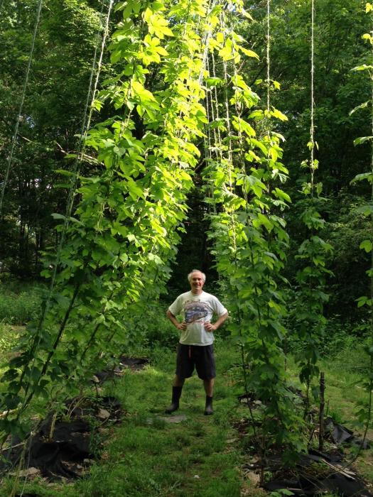 hops_june8.jpg hops_june8.jpg