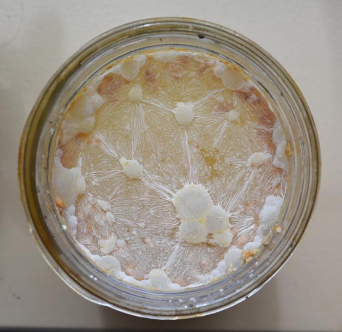 pellicle_1.jpg