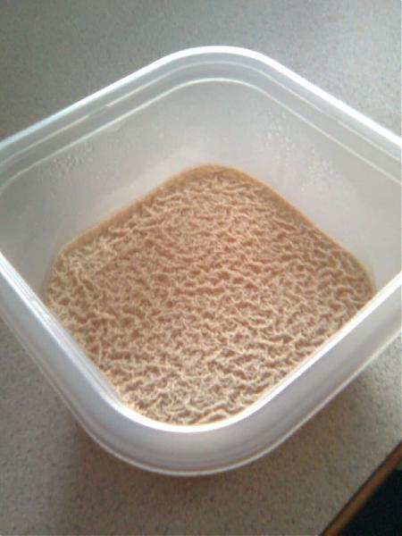 yeast1.jpg