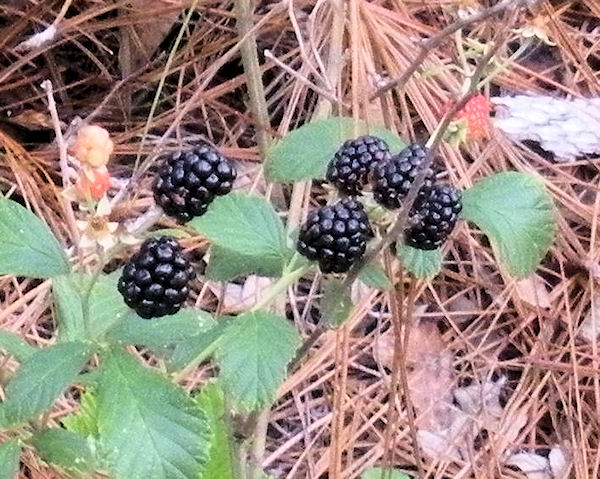 blackberries1.jpg