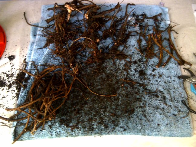 Columbus rhizome cuttings.jpg