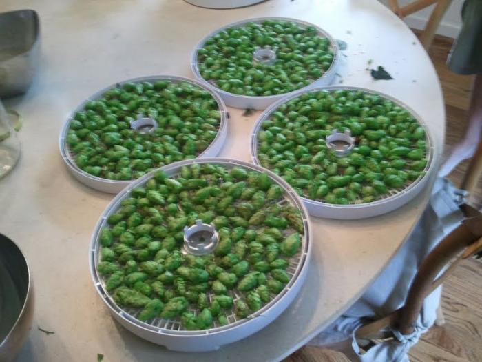 Hops Dried.jpg