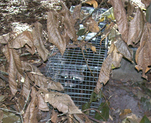 racoon.jpg