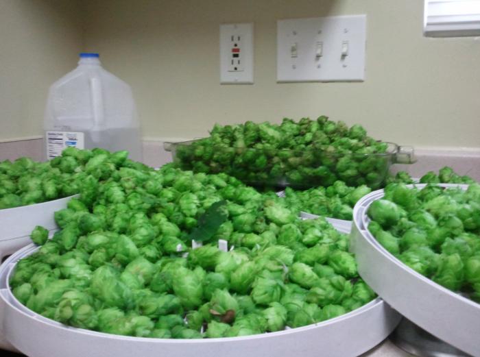 2013 Hop Harvest.jpg