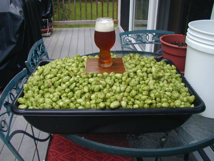 hops_18aug2013_02_sm.jpg