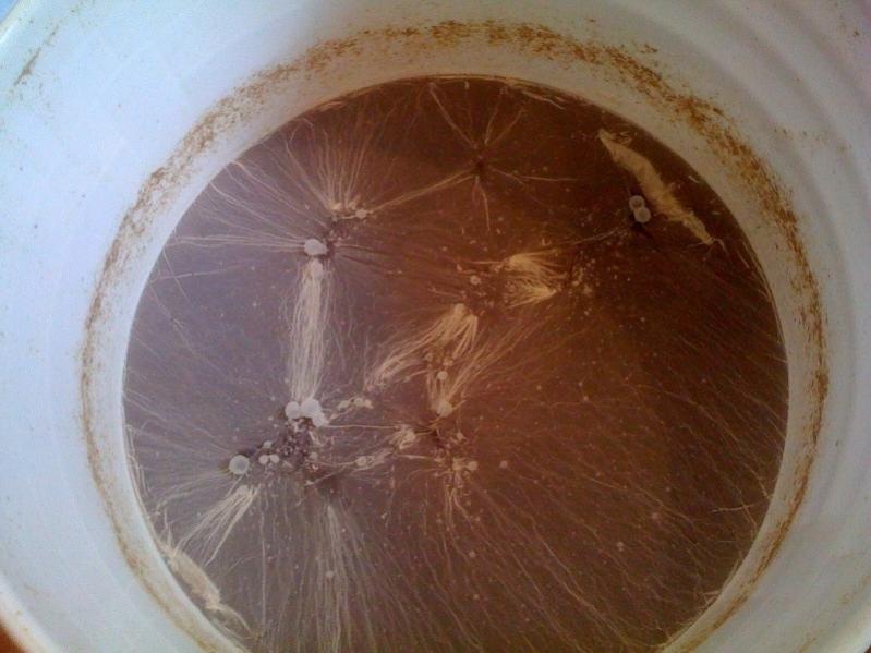 pellicle.jpg