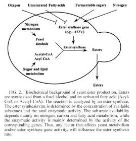 yeast esters.jpg
