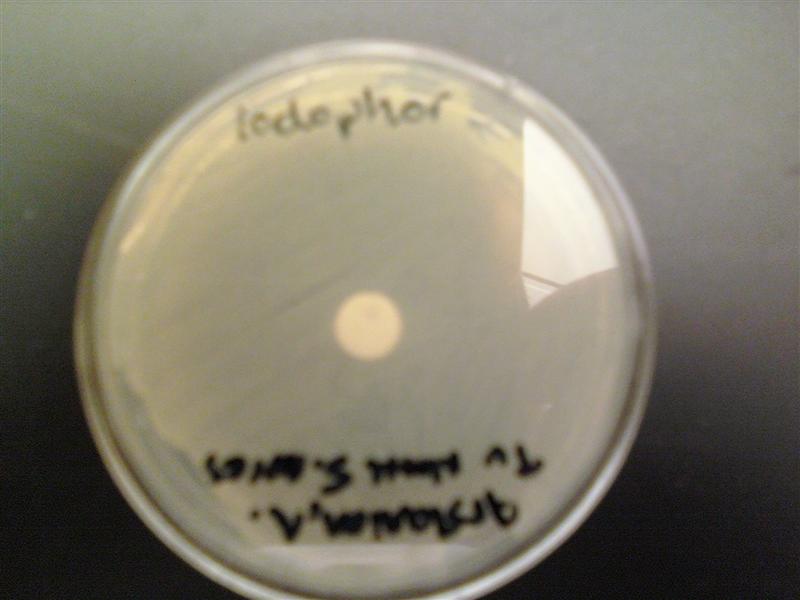 Iodophor S Aureus (Medium).jpg Iodophor S Aureus (Medium).jpg