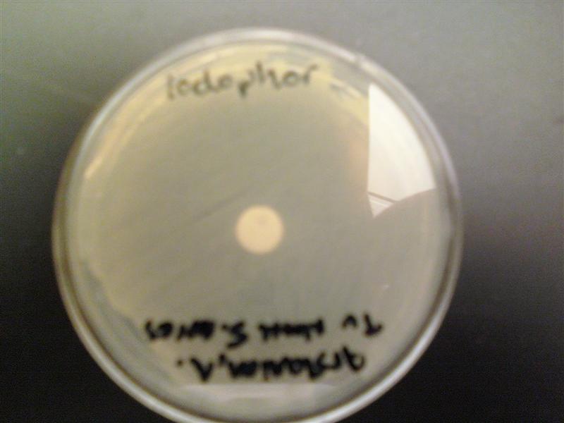 Iodophor S Aureus (Medium).jpg