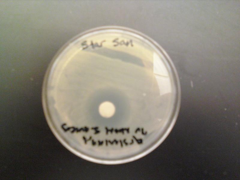 Star San S Aureus.jpg Star San S Aureus.jpg
