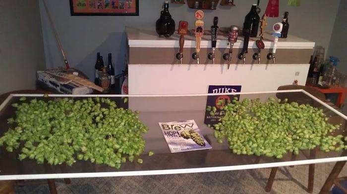 drying hops.jpg