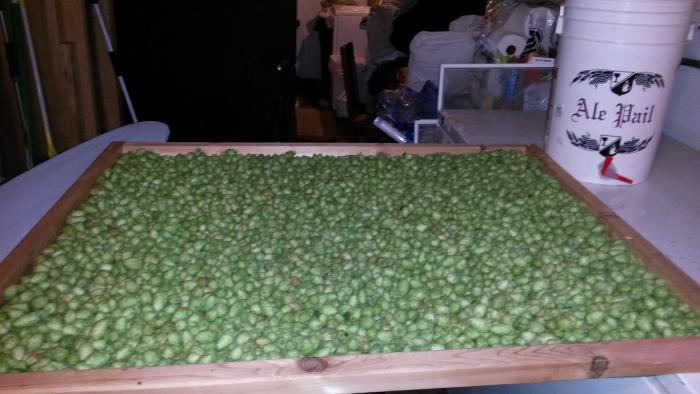 Hops Drying.jpg