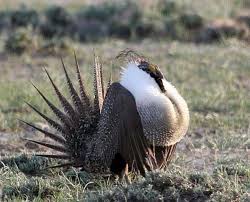 !GROUSE.jpg