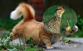 !!!CATGROUSE.jpg