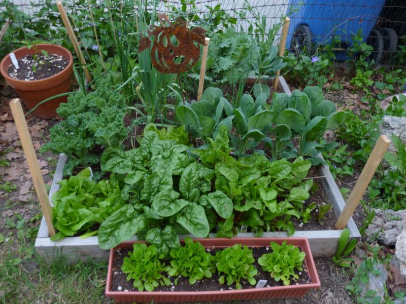 Garden_2010-3.jpg