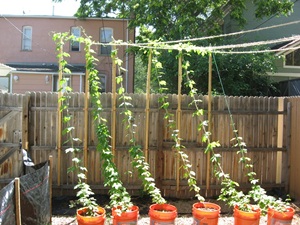 hop garden updated.jpg