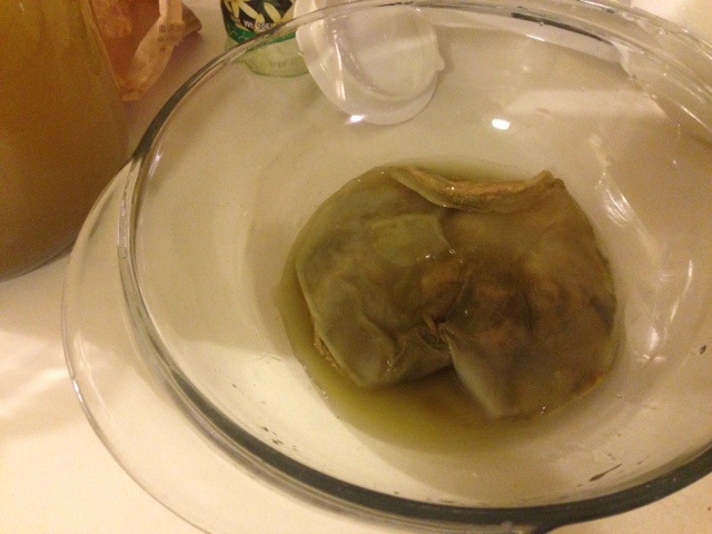 matcha scoby.JPG