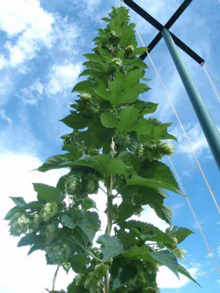 2010_July28_hops_7.jpg