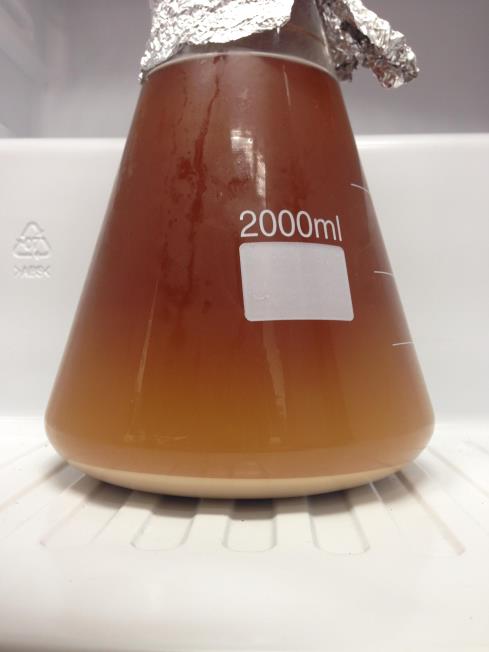 YeastSmall.JPG