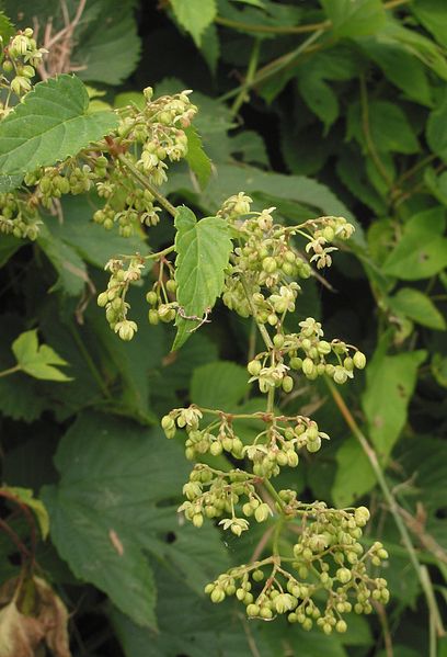 408px-Hop_mannelijke_bloeiwijze_Humulus_lupulus_male_plant.jpg