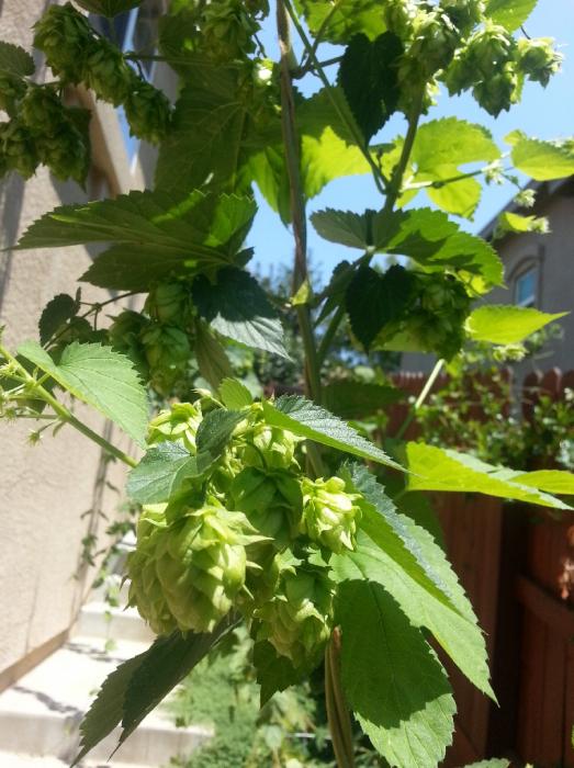 CA Hop Crop.jpg