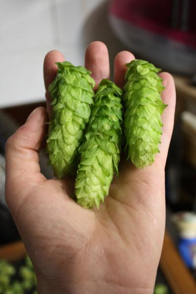 Hops2.jpg Hops2.jpg
