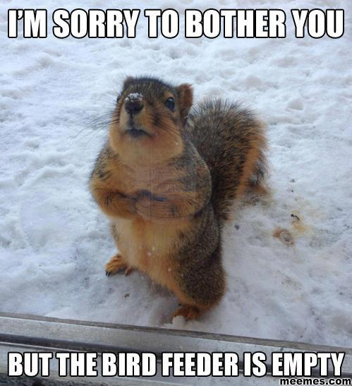 Excuse-me-the-birdfeeder-is-empty-funny-animal-memes.png