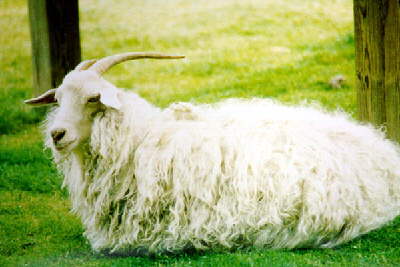 angora1.jpg