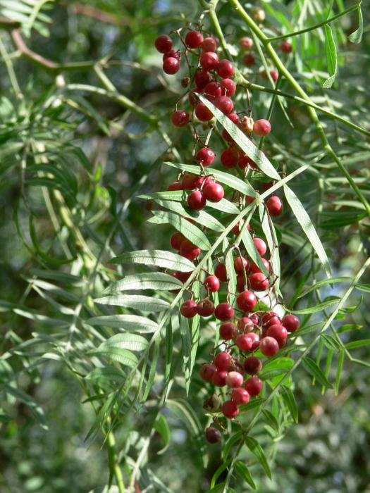 Schinus_Molle berries.jpg