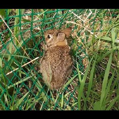 bunny.jpg