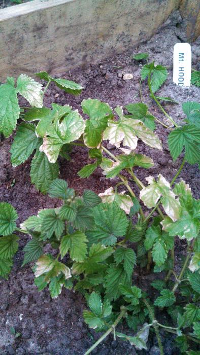 hops3.jpg hops3.jpg