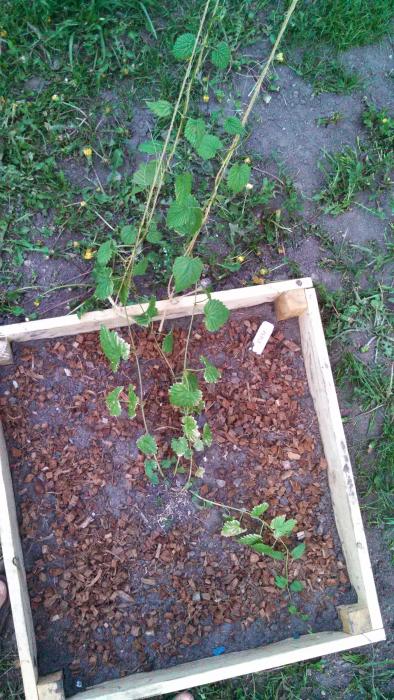 hops4.jpg hops4.jpg