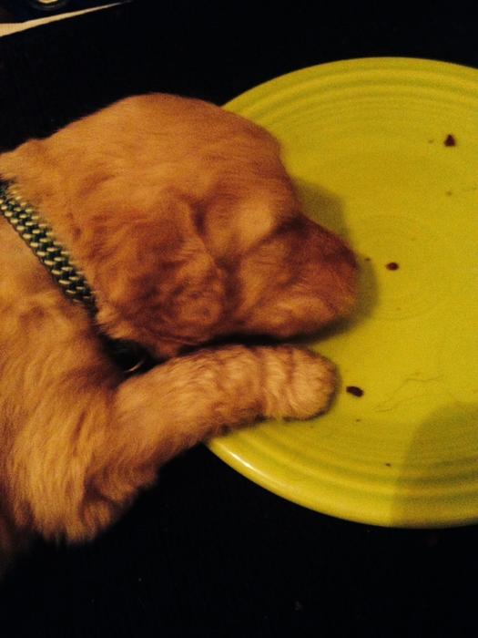 2014 06-26 Asleep in the food dish.jpg