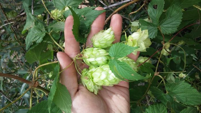 Handful of Hops.jpg