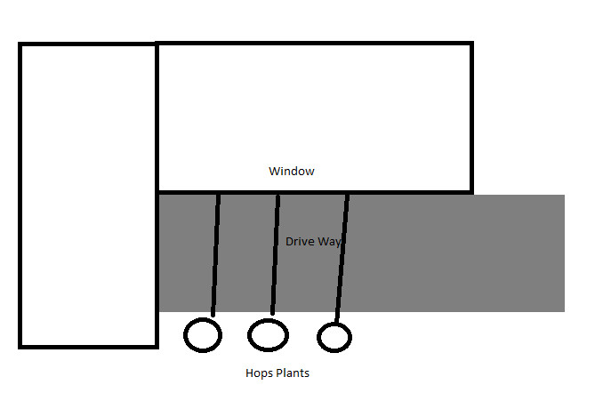 hops.jpg