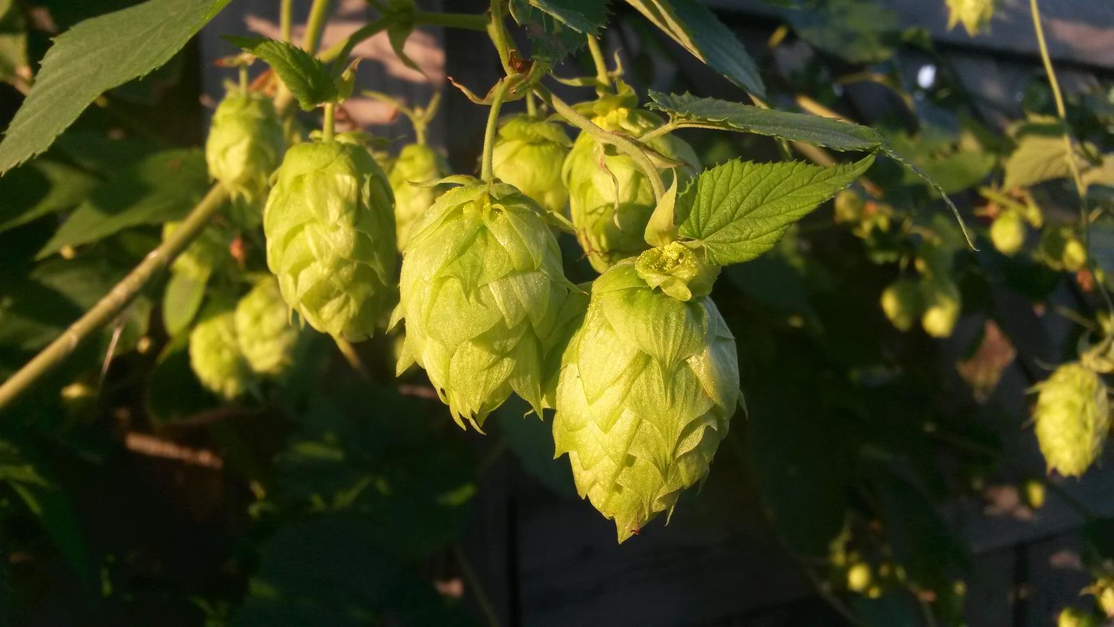 Nugget Hops 8.20.14.jpg